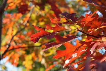 Bright autumn foliage