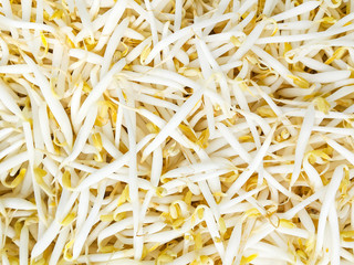 Bean sprouts texture background, vegetables concept