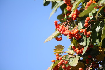 Clusters of ripe hawthorn berries, background