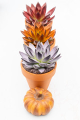 Various colorful succulent echeveria house plants in stone pots and small pumpkins on white background