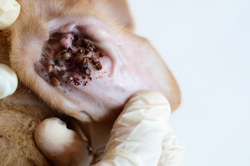  tick louse Lice