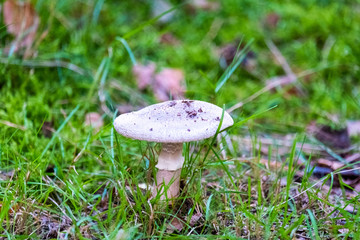  Brown mushroom on the leaf covered ground in the forest in autumn.