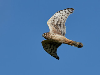 Hen harrier (Circus cyaneus) in flight with blue skies in the background