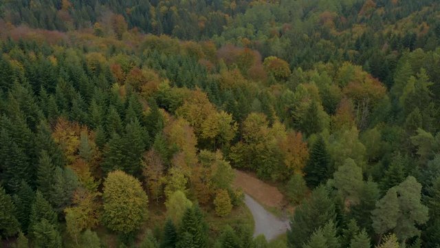 Aerial view of trees, hills and mountains in autumn, fall in the black forest in in Germany on a cloudy day. Tilt up  from trees to the entrance of bad Herrenalb.