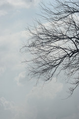 Fototapeta na wymiar black branches with blue clouds