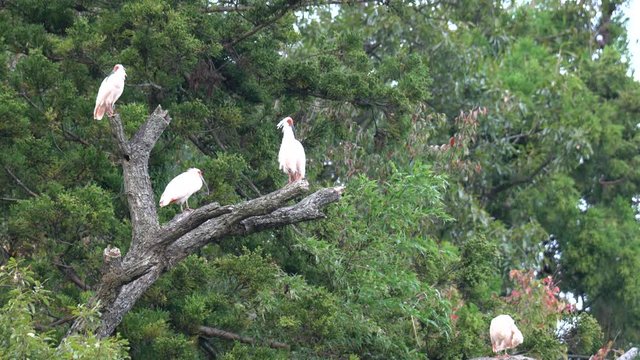 Flock of Nipponia nippon or Japanese Crested Ibis or Toki, once extinct animal from Japan, in a wood in Sado island