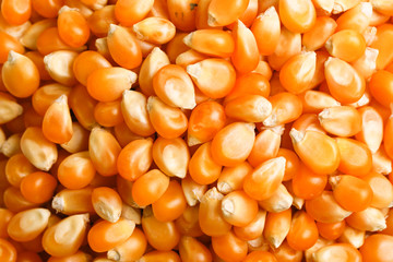 Dried corn seeds in bowl on white background 