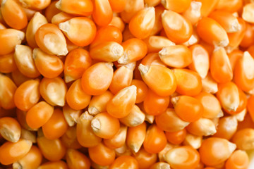 Dried corn seeds in bowl on white background 