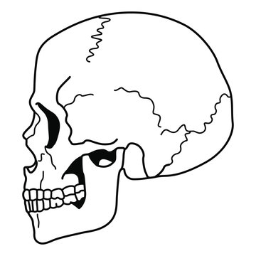 recommend clip art: Human skull in profile. Black and white linear silhouette. Isolated vector illustration.