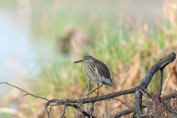 Indian Pond Heron seen near  Jamnagar,Gujarat,India
