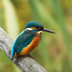 Eisvogel - Kingfisher