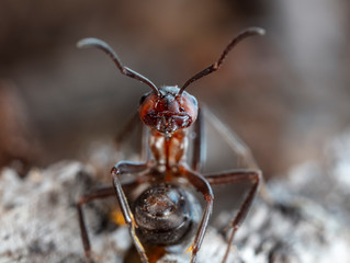 big red forest ant in natural habitat