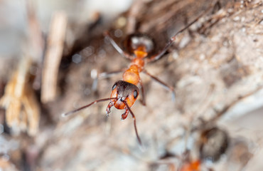 big red forest ant in natural habitat