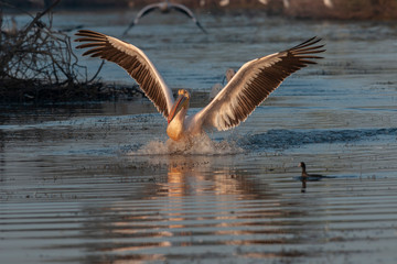 Rosy Pelican in flight Landing  in morning light seen near  Jamnagar,Gujarat,India