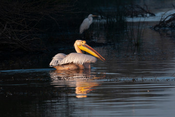 Rosy Pelican in morning light seen near  Jamnagar,Gujarat,India