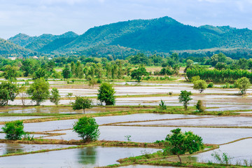 Scenery of flooded rice paddies. Agronomic methods of growing rice  with water in which rice sown...