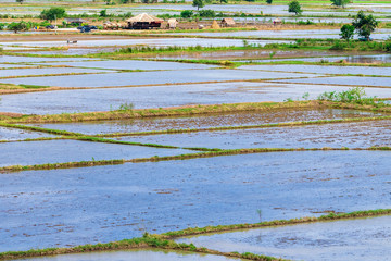Scenery of flooded rice paddies. Agronomic methods of growing rice  with water in which rice sown...