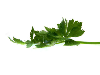 parsley isolated on a white background