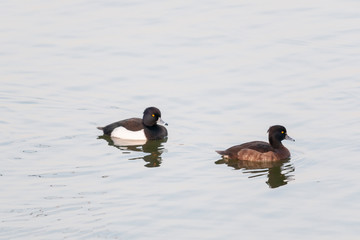 Tufted Duck Pair seen at waterbody near  Jamnagar,Gujarat,India