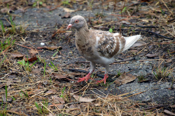 ニットセーターを着ているように見える鳩