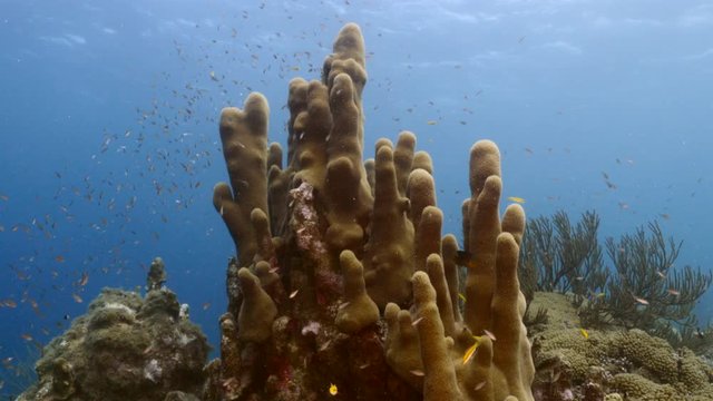 Seascape of coral reef in the Caribbean Sea around Curacao with Pillar Coral and sponge