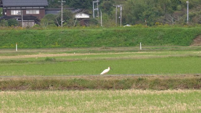 Niigata,Japan-October 21, 2019: Nipponia nippon or Japanese Crested Ibis or Toki, once extinct animal from Japan, on rice field in Sado island