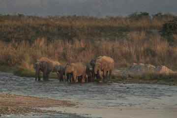 Obraz premium elephant herd of elephants