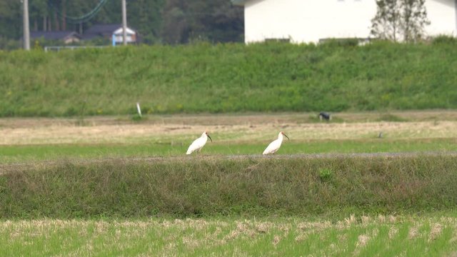 Niigata,Japan-October 21, 2019: Nipponia nippon or Japanese Crested Ibis or Toki, once extinct animal from Japan, on rice field in Sado island