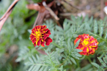 red flower in the garden