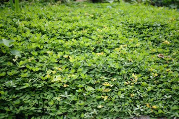 green grass background