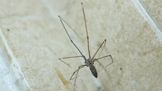 Detailed macro close up of adult daddy long-legs spider, meticulously cleans spiderweb, then tilt down to reveal brood of hundreds of newly hatched spiderlings in the web below