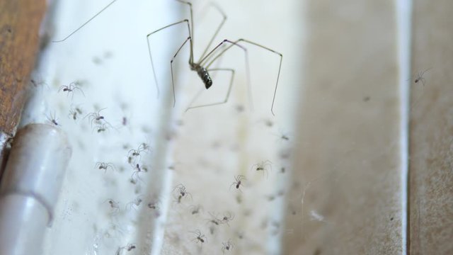 Slow motion: mother daddy long legs spider tends to spider web and nest full of spiderlings in tiled corner of a home. This common spider is harmless to humans, and eats pests