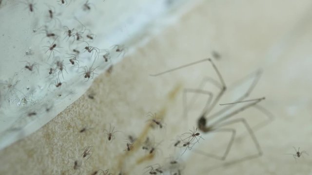 Scary handheld shot of cellar spider web filled with hundreds of baby spiderlings, adult spider in background moving legs and abdomen.