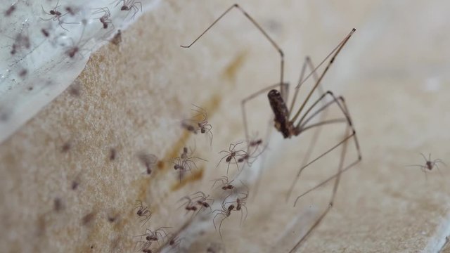 Macro: Shift focus from tiny daddy long legs spiders to adult cellar spider tending spiderweb with great care, using legs and mandables to remove dirt, in tiled corner of a room in urban house.