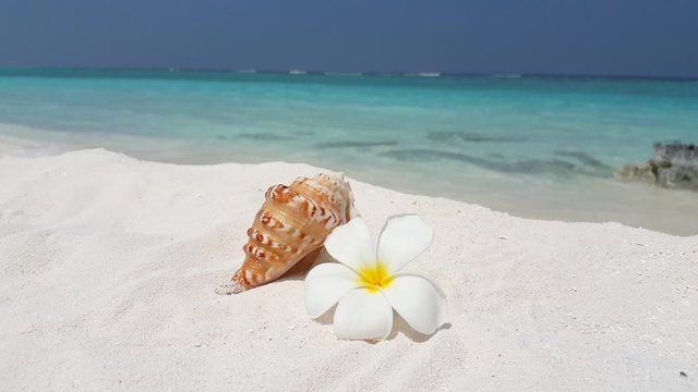 Beautiful plumeria flower beside seashell on white sand beach of Hawaii with waves and blue sky on sunny day - Close up shot