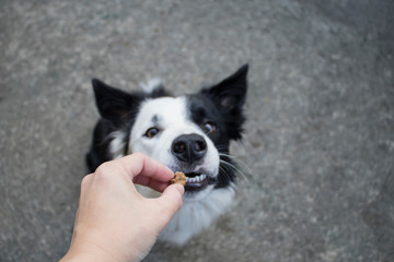 Hand giving a dog treat to border collie with half white face