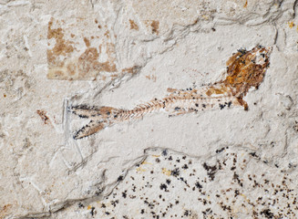 Ancient fish fossil