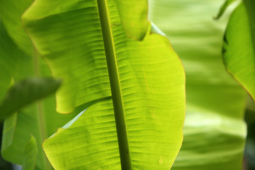 Banana leaf background. Green leaf background.