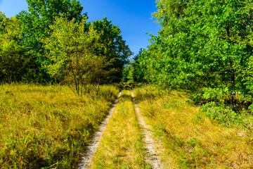 Dirt road in the forest on summer