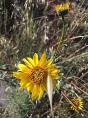 Natural Sprig of Miniature Sunflowers