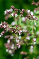 beautiful white flowers on blurred natural background