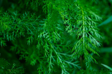 green young coniferous branches on dark blurred background 