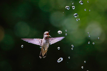 Hummingbird with water drops