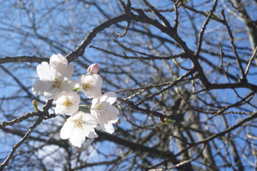 flowers on tree