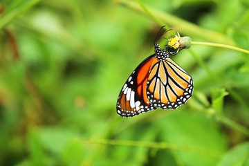 Colourful butterfly with green leaves background.