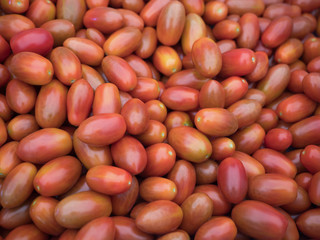 収穫したミニトマト