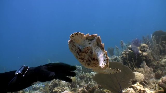 Turtle swims together surrounded by people in undewater sea and ocean life on background of marine wildlife on Cuba. Concept peaceful relations, friendship between underwater animals and people.