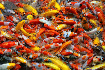 Colourful Fancy Carp fishes. Koi fish background.