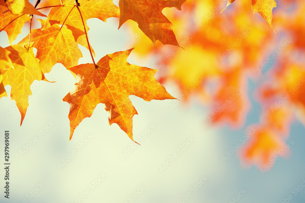 Wall mural closeup of a branch of maple tree with golden orange autumn foliage leaves against blue sky. copy sp