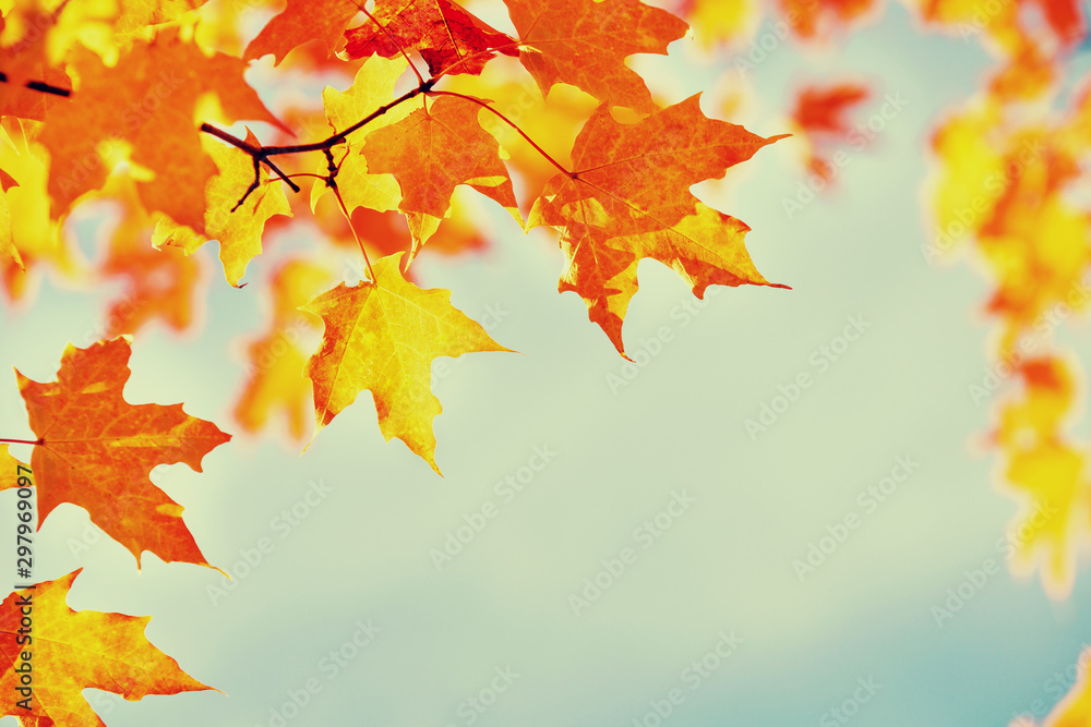 Wall mural closeup of a branch of maple tree with golden orange autumn foliage leaves against blue sky. copy sp